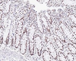 Invitrogen WTAP Polyclonal Antibody 100 &mu;L; Unconjugated:Antibodies,
