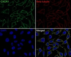 Invitrogen CXCR1 Polyclonal Antibody 100 &mu;L; Unconjugated:Antibodies,