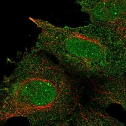 Invitrogen RALBP1 Polyclonal Antibody 100 &mu;L; Unconjugated:Antibodies,