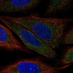 Invitrogen PDPK1 Polyclonal Antibody 100 &mu;L; Unconjugated:Antibodies,