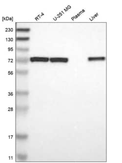 Invitrogen PDPK1 Polyclonal Antibody 100 &mu;L; Unconjugated:Antibodies,