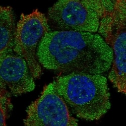 Invitrogen PTPRH Polyclonal Antibody 100 &mu;L; Unconjugated:Antibodies,