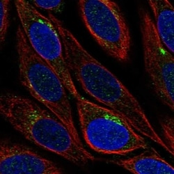 Invitrogen GLT8D1 Polyclonal Antibody 100 &mu;L; Unconjugated:Antibodies,