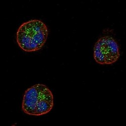 CD162 Polyclonal Antibody, Invitrogen 100 &mu;L, Unconjugated:Antibodies,