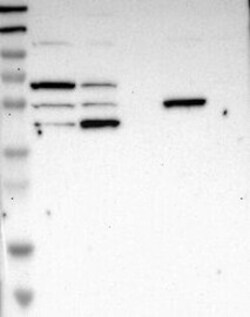 CD162 Polyclonal Antibody, Invitrogen 100 &mu;L, Unconjugated:Antibodies,