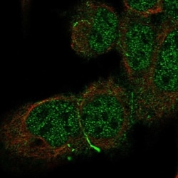 Invitrogen CDH10 Polyclonal Antibody 100 &mu;L; Unconjugated:Antibodies,