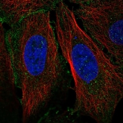 Invitrogen Claudin 19 Polyclonal Antibody 100 &mu;L; Unconjugated:Antibodies,