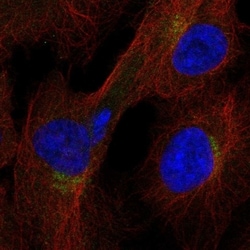 Invitrogen ITFG1 Polyclonal Antibody 100 &mu;L; Unconjugated:Antibodies,
