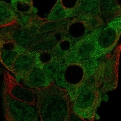 Invitrogen AGFG2 Polyclonal Antibody 100 &mu;L; Unconjugated:Antibodies,
