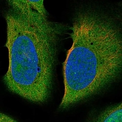 Invitrogen TEKT3 Polyclonal Antibody 100 &mu;L; Unconjugated:Antibodies,