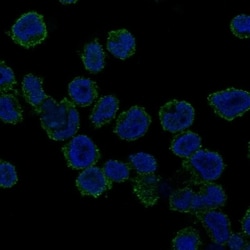 Invitrogen REPS1 Polyclonal Antibody 100 &mu;L; Unconjugated:Antibodies,