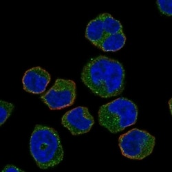 Invitrogen HCK Polyclonal Antibody 100 &mu;L; Unconjugated:Antibodies,
