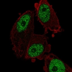 Invitrogen MED26 Polyclonal Antibody 100 &mu;L; Unconjugated:Antibodies,
