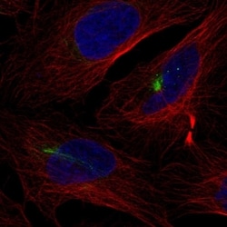 Invitrogen KRT74 Polyclonal Antibody 100 &mu;L; Unconjugated:Antibodies,