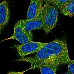 Invitrogen JPH4 Polyclonal Antibody 100 &mu;L; Unconjugated:Antibodies,
