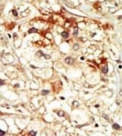 Invitrogen PCTAIRE2 Polyclonal Antibody 400 &mu;L; Unconjugated:Antibodies,