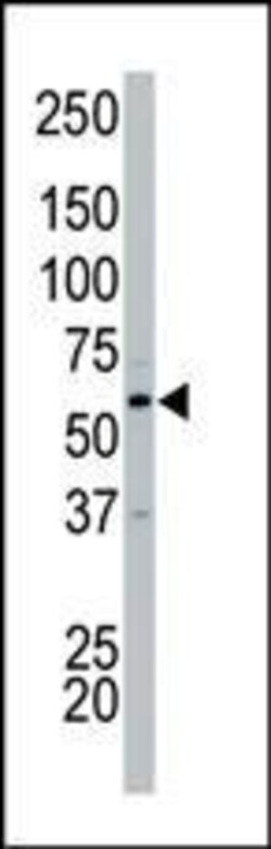 Invitrogen PCTAIRE2 Polyclonal Antibody 400 &mu;L; Unconjugated:Antibodies,