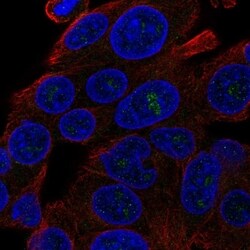 Invitrogen DQX1 Polyclonal Antibody 100 &mu;L | Buy Online | Invitrogen&trade; | Fisher Scientific