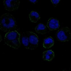 Invitrogen GP6 Polyclonal Antibody 100 &mu;L; Unconjugated:Antibodies,
