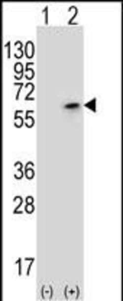 Invitrogen PCTAIRE3 Polyclonal Antibody 400 &mu;L | Buy Online | Invitrogen&trade; | Fisher Scientific