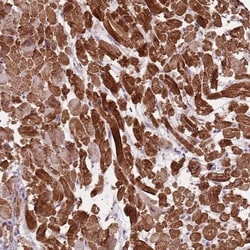 Invitrogen PPP1R14C Polyclonal Antibody 100 &mu;L; Unconjugated:Antibodies,