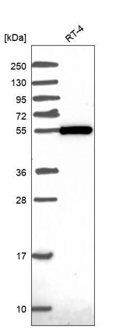 Invitrogen ZBTB46 Polyclonal Antibody 100 &mu;L; Unconjugated:Antibodies,