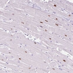 Invitrogen ADSSL1 Polyclonal Antibody 100 &mu;L; Unconjugated:Antibodies,