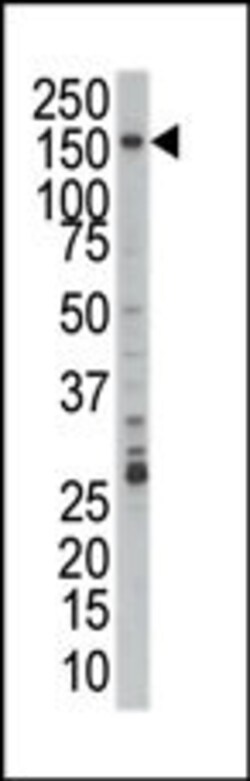 Invitrogen PRPF4B Polyclonal Antibody 400 μL; Unconjugated:Antibodies,