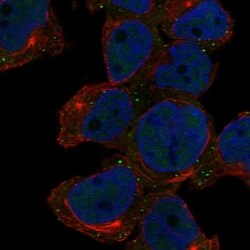 Invitrogen ARMH1 Polyclonal Antibody 100 &mu;L; Unconjugated:Antibodies,
