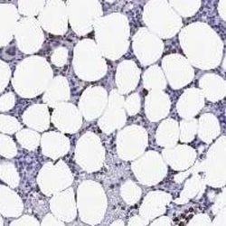 Invitrogen MFSD4 Polyclonal Antibody 100 &mu;L; Unconjugated:Antibodies,