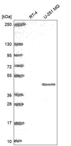 Invitrogen MFSD4 Polyclonal Antibody 100 &mu;L; Unconjugated:Antibodies,