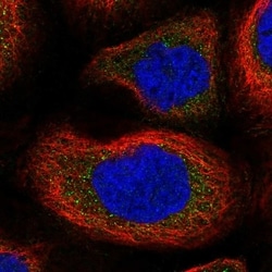 Invitrogen SLK Polyclonal Antibody 100 &mu;L; Unconjugated:Antibodies,