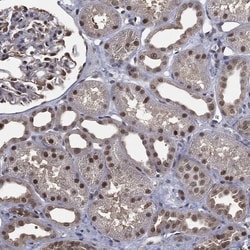 Invitrogen FAM35A Polyclonal Antibody 100 &mu;L; Unconjugated:Antibodies,