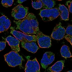 Invitrogen GPR174 Polyclonal Antibody 100 &mu;L; Unconjugated:Antibodies,