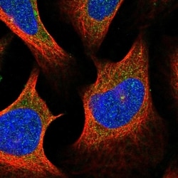 Invitrogen Centrin 2 Polyclonal Antibody 100 &mu;L; Unconjugated:Antibodies,