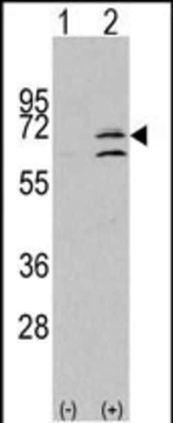 Invitrogen MAPK15 Polyclonal Antibody 400 &mu;L; Unconjugated:Antibodies,