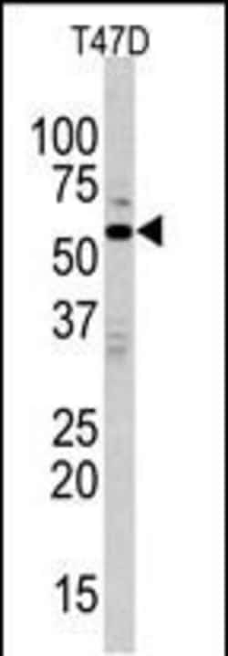 Invitrogen MAPK15 Polyclonal Antibody 400 &mu;L; Unconjugated:Antibodies,