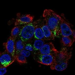 Invitrogen CIDEB Polyclonal Antibody 100 &mu;L; Unconjugated:Antibodies,