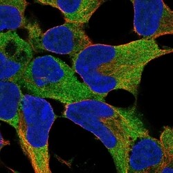 Invitrogen FNDC8 Polyclonal Antibody 100 &mu;L | Buy Online | Invitrogen&trade; | Fisher Scientific