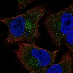 Invitrogen COL20A1 Polyclonal Antibody 100 &mu;L; Unconjugated:Antibodies,