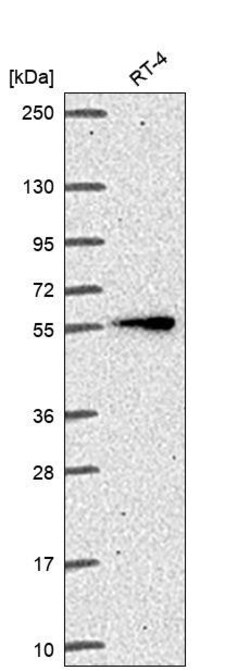 Invitrogen ITK Polyclonal Antibody 100 &mu;L; Unconjugated:Antibodies,