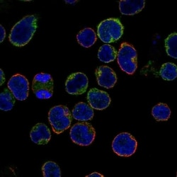 Invitrogen GRK2 Polyclonal Antibody 100 &mu;L; Unconjugated:Antibodies,