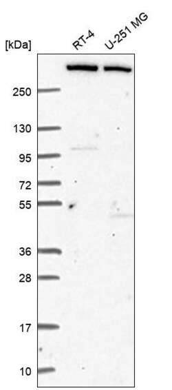 Invitrogen KMT2C Polyclonal Antibody 100 &mu;L; Unconjugated:Antibodies,