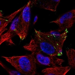 Invitrogen GluR4 Polyclonal Antibody 100 &mu;L; Unconjugated:Antibodies,