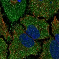 Invitrogen TMCO5A Polyclonal Antibody 100 &mu;L | Buy Online | Invitrogen&trade; | Fisher Scientific