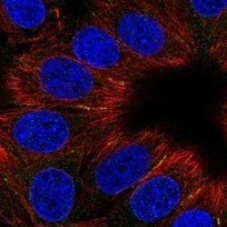 Invitrogen CCDC88C Polyclonal Antibody 100 &mu;L; Unconjugated:Antibodies,