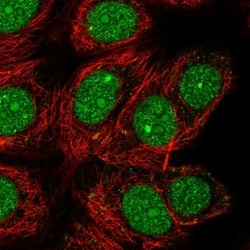 Invitrogen DEDD Polyclonal Antibody 100 &mu;L; Unconjugated:Antibodies,