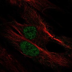 Invitrogen MYF6 Polyclonal Antibody 100 &mu;L; Unconjugated:Antibodies,