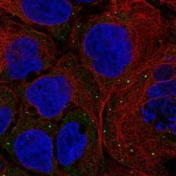 Invitrogen Fancd2os Polyclonal Antibody 100 &mu;L; Unconjugated:Antibodies,