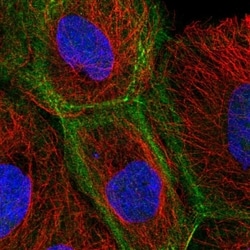 Invitrogen KIF3B Polyclonal Antibody 100 &mu;L; Unconjugated:Antibodies,